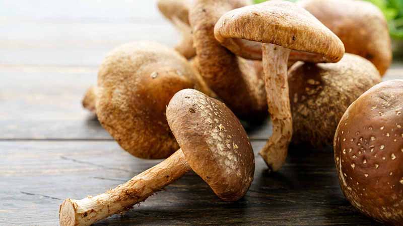 Group of shiitake mushrooms.