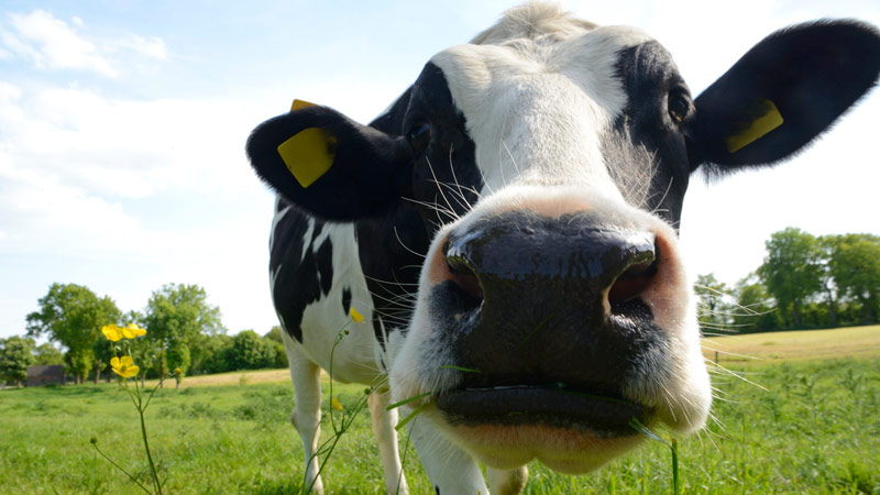 Closeup of a cow in a field.