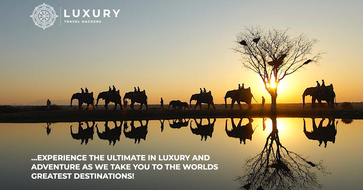 Elephants walking across a plain